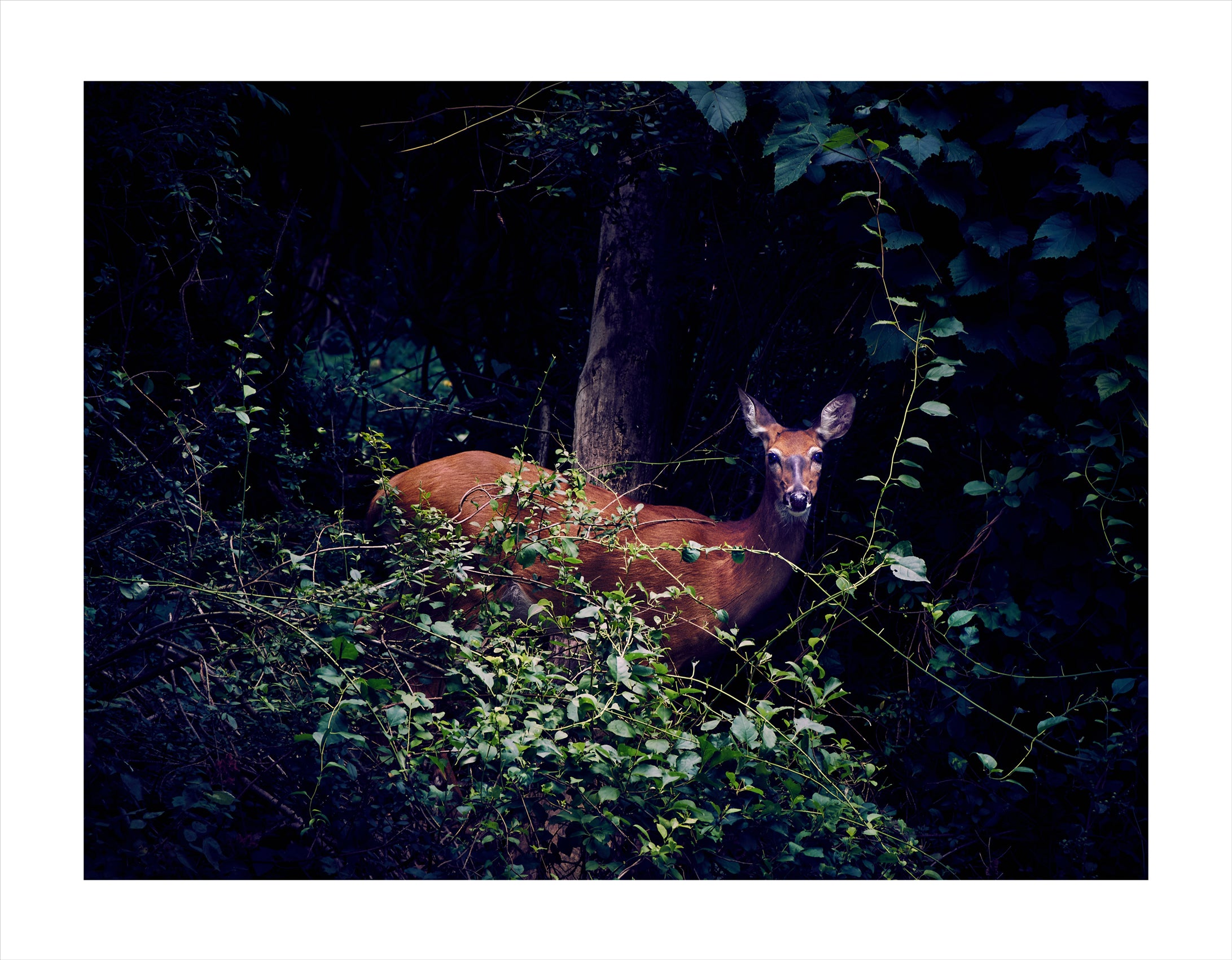 Michele Aboud - The Deer