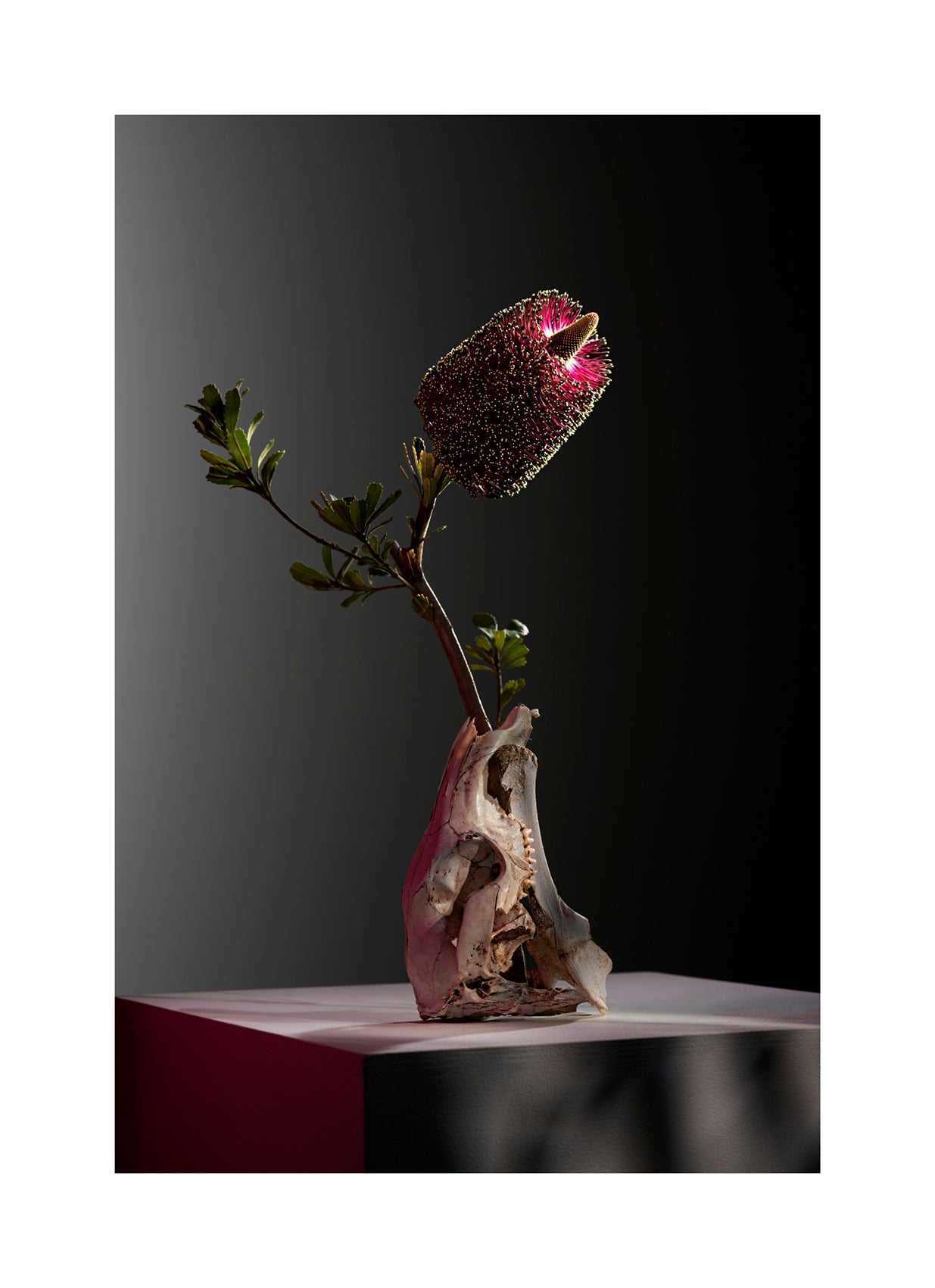 Franca Turrin - Bankia Praemorsa