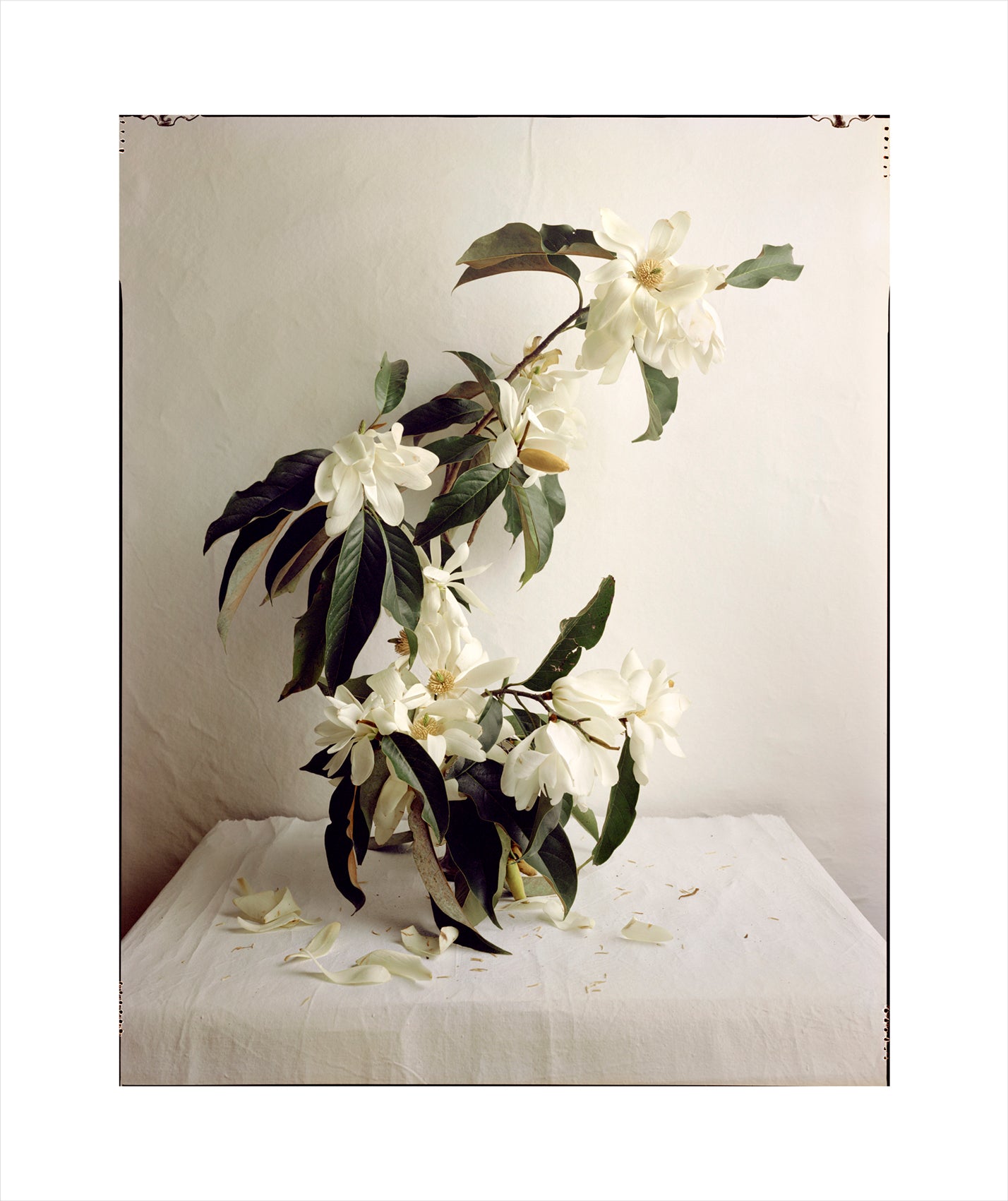 Hugh Stewart - Magnolia