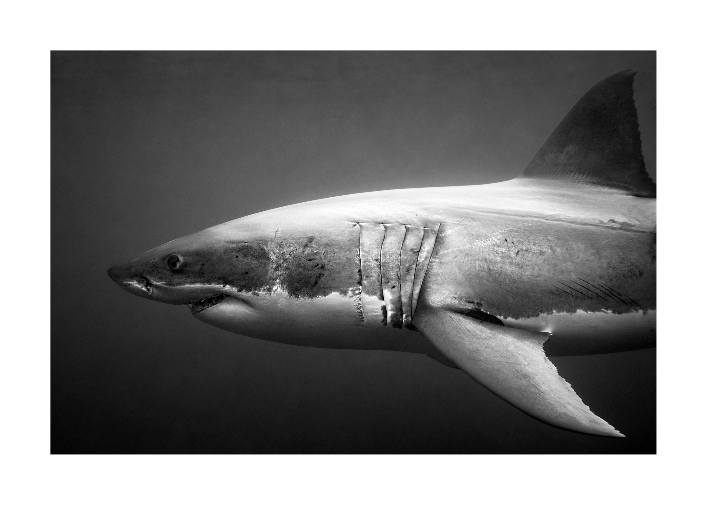 Jem Cressewll - APEX