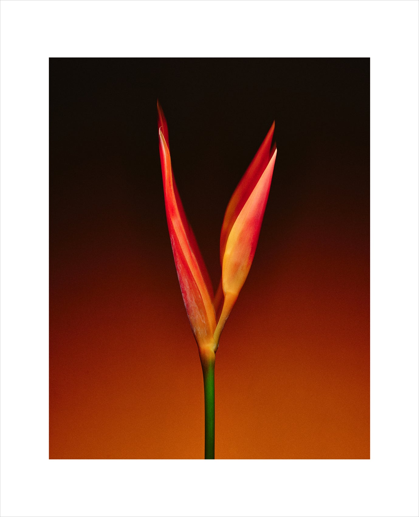 Tom Wholohan - Untitled